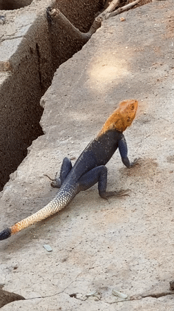 Colorful lizard spotted on concrete in Adankolo, Nigeria