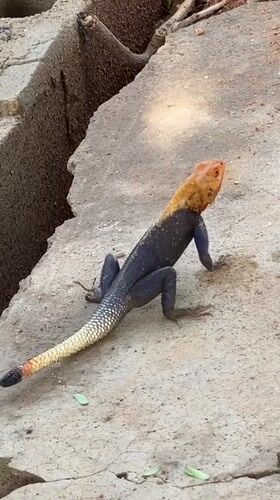 Colorful lizard spotted on concrete in Adankolo, Nigeria