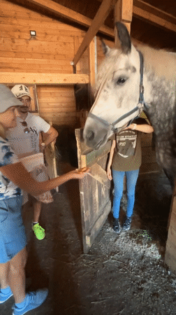 Afternoon at a Pavlovsk farm with horses, reindeer, and more