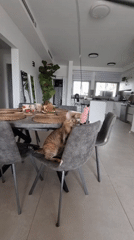 Tabby cat plays indoors in Ramat Gan home