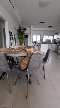 Tabby cat plays indoors in Ramat Gan home