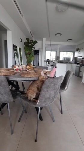 Tabby cat plays indoors in Ramat Gan home
