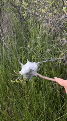 Person examines mysterious white spotted object with twig