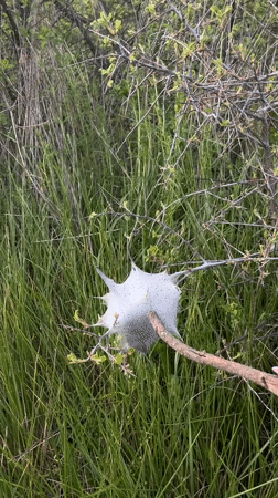 Person examines mysterious white spotted object with twig