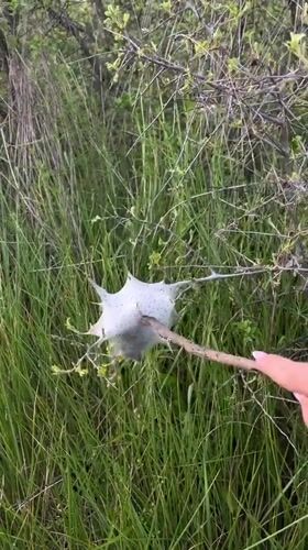Person examines mysterious white spotted object with twig