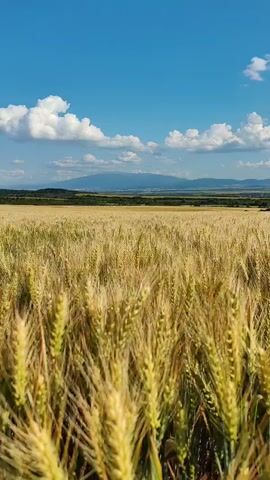 The video shows a field of wheat under a blue sky with scattered white clouds. In the distance, mountains are visible. The camera appears to be moving slightly, as if being carried or panned. The focus is on the wheat stalks, which are golden and appear to be ripe. The overall scene is peaceful and depicts a rural landscape.