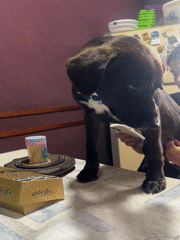 Dog with blue collar spotted on table in Sarandí home