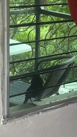 A black bird is seen inside a window behind a screen. The bird stands on the window sill, looking around. The window overlooks a leafy green outdoor space where metal patio furniture is placed.