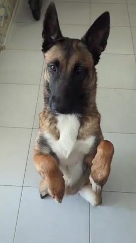 A German Shepherd dog is sitting up on its hind legs and interacting with a person's hand. The dog is facing the camera and has its front paws raised, reaching towards the hand. The hand is held up in front of the dog's face, and it appears to be moving slightly. The dog is looking intently at the hand. The background is a tiled floor and a wall, suggesting an indoor setting. The video is short and shows a playful interaction between the dog and the person.