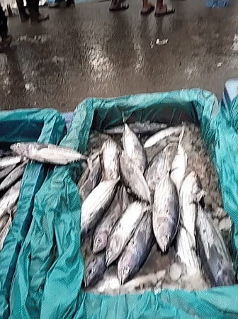 Bustling midnight fish market documented in Lhokseumawe, Indonesia