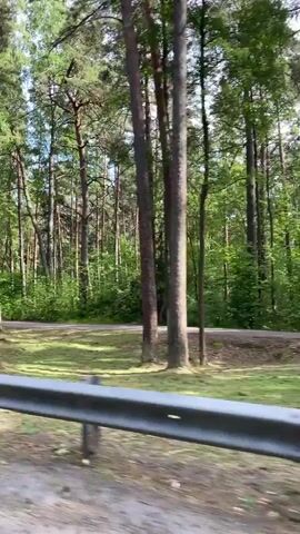 The video shows a view from a vehicle moving along a road bordered by a dense forest of tall pine trees. A metal guardrail is visible in the foreground, running along the edge of the road. The forest floor is covered in grass and scattered leaves, with sunlight filtering through the canopy. The overall impression is of a peaceful drive through a natural woodland setting. There are no people or animals visible in the frame.