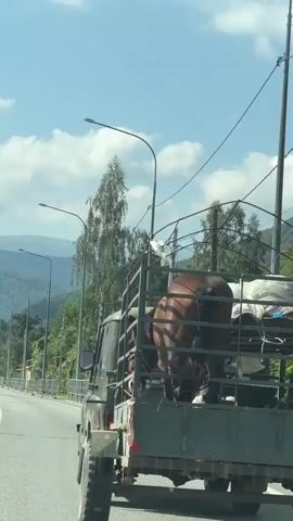 A brown horse is being transported in the back of a military-style truck. The horse is facing away from the camera and appears to be standing within a metal cage that has been attached to the truck bed. The truck is driving on a road, with trees and mountains visible in the background. The sky is blue with some clouds. There are streetlights along the side of the road. The truck appears to be a UAZ-452 or similar vehicle. The cage appears to be homemade or modified for transporting livestock. A white object, possibly a bird or a piece of cloth, is perched on the top of the cage. The overall impression is a rural setting on a sunny day.