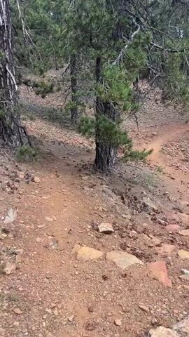 The video shows a dirt hiking trail winding through a forest. The trail is reddish-brown and covered with small rocks and pinecones. Tall evergreen trees with rough bark line the path. The ground is sloped, with more rocks and dirt visible on the hillside. The lighting suggests an overcast day.