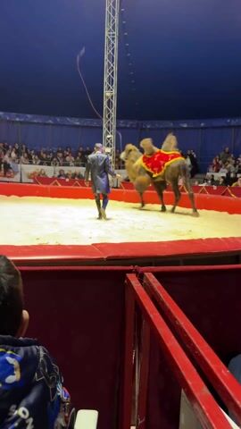 A child watches a circus performance featuring a two-humped camel led by a man dressed in a black suit. The camel is adorned with a red and yellow decorative blanket. The performance takes place in a sand-filled circus ring surrounded by a red barrier. Behind the ring is a backdrop with red curtains and a printed image of a structure resembling a castle. A crowd of people watches from the stands in the background. The child is seated in the foreground, with their back to the camera. A bag of chips is visible on the seat next to them. Another man in a red shirt is also standing by the edge of the ring. The tent is lit with standard overhead lighting.