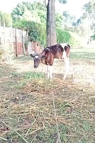 The video shows a young brown and white cow standing in a grassy field. The cow is tied to a tree with a rope. Behind the cow is a corrugated metal fence and some bushes. The sky is overcast and the lighting is soft.