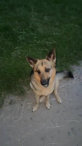 A German Shepherd dog is in a grassy area next to a dirt path. A person's hand is visible in the lower left corner of the frame. The dog sits, lies down, and then stands up when prompted by hand gestures and spoken commands. The dog is wearing a yellow collar.