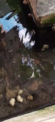 The video shows a close-up view of murky water with reflections of blue and white objects on its surface. Several light-colored, lumpy objects are visible at the bottom of the frame, resting on what appears to be soil or sediment. Small, dark objects are scattered throughout the water and on the bottom. The overall scene suggests an outdoor environment, possibly a pond, puddle, or drainage area.