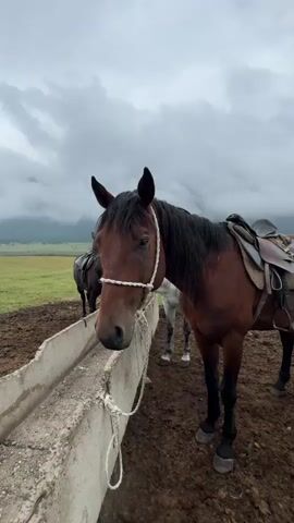 A close-up shot shows a brown horse with a white rope halter standing in front of a concrete trough. The horse is facing the camera with its head slightly lowered. In the background, other horses, including a white one and a dark one, are visible in a grassy field under a cloudy sky. The ground is muddy. The camera zooms in slightly on the brown horse's face, revealing small flies on its forehead.