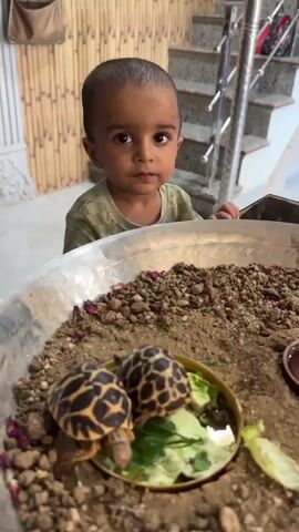 In a medium shot, a young child stands behind a large, circular, transparent plastic tub filled with brown dirt-like material and some small rose petals. Nestled in the middle, on a small yellow dish with green leafy vegetables, are two small tortoises with distinctive black and tan star-like patterns on their shells. The child is a young boy with dark hair and eyes, wearing a green checkered shirt. He is gazing intently at the tortoises. Behind him, a set of stairs with a silver railing is visible, along with a bamboo-like screen and a hanging bag. The camera is positioned low, capturing the scene from the perspective of someone close to the ground. The child seems interested in the tortoises, and the scene has a domestic, indoor setting.