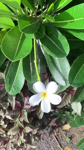 The video shows a close-up view of a white plumeria flower with a yellow center, hanging from a plant with large green leaves. The flower is in the center of the frame, and the leaves surround it. The background consists of other plants and foliage, with some reddish-purple leaves visible at the bottom. The lighting suggests it is daytime, with sunlight casting shadows on the leaves. The camera appears to be stationary.