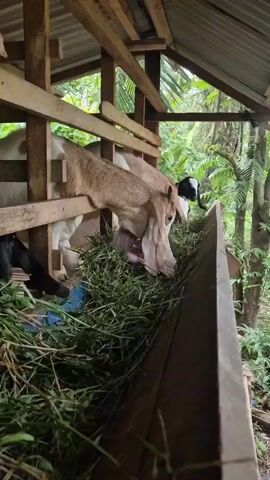 The video shows two goats eating from a wooden feeder filled with green grass inside a wooden structure with a corrugated metal roof. The feeder is a long wooden trough. The goats are leaning into the trough to eat. One goat is mostly visible, with light brown and white fur and long, floppy ears. It is actively chewing the grass. Behind it, a black goat is partially visible, also eating. The background is lush and green, with trees and foliage suggesting an outdoor, possibly tropical, environment. The structure appears to be a simple shelter or barn. The lighting is natural and appears to be daylight.