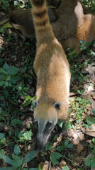 Coati observed drinking and climbing trees on sunny afternoon