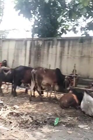 The video shows a cattle market on a dirt road lined with trees, utility poles, and a concrete wall. Several cows of different colors are visible, some lying down and others standing. The ground is littered with debris. People are walking around, including a man in a light-colored shirt, a woman in a black burqa, and a child in a red shirt. The cattle are located under makeshift shelters consisting of tarps strung up with poles. A decorative wall in yellow, red, and green is decorated with circular logos.