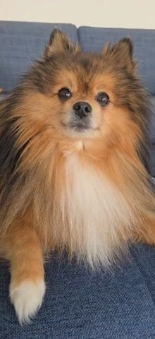 A close-up video shows a brown and tan Pomeranian dog sitting on a blue fabric surface, possibly a couch. The camera zooms in on the dog's face, focusing on its eyes and fur. The dog is still and looks directly at the camera.