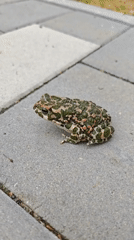 Quiet morning moments with cats and toads in Ukrainian town