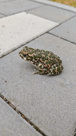 Quiet morning moments with cats and toads in Ukrainian town