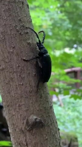 A large, dark beetle with long antennae crawls up the side of a tree. The beetle is positioned in the center of the frame, with its body facing upwards and its legs gripping the rough bark. The background is blurred, but shows lush green foliage and hints of a wooden structure, possibly a bridge or railing, in the distance. The lighting is natural, suggesting an outdoor setting, likely a forest or wooded area. The video focuses on the beetle's movement and its interaction with the tree.