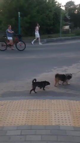 The video shows a street scene. In the foreground, there are two dogs interacting. One is dark-colored and appears to be a medium-sized dog, while the other is smaller with brown and tan fur. Behind the dogs, a person is walking a bicycle. Further in the background, another person is walking, and two cars are parked on the side of the road. The scene takes place outdoors during daylight hours, with trees and buildings visible in the distance. The ground is paved with asphalt and there are tactile paving blocks in the lower part of the frame.