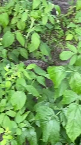 The video shows a close-up, outdoor shot of a hedgehog nestled amongst lush green foliage, likely raspberry bushes, given the context of Brest, Belarus. The hedgehog is partially obscured by the vibrant leaves and appears to be resting or hiding. The scene is set in a garden or natural area with the ground visible behind the plants. The time of day appears to be daytime, likely morning or afternoon, with soft, natural lighting. The weather seems pleasant, judging by the healthy state of the plants. The overall mood is peaceful and tranquil, highlighting the natural beauty of the creature in its environment. No text is visible in the media file.