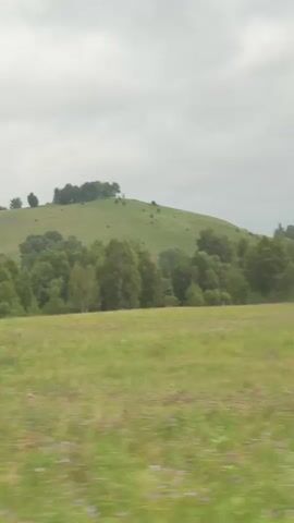 The video shows a moving shot of a natural landscape. The foreground is a field of green grass with some small purple flowers. In the middle ground, there is a line of trees, with a larger hill rising behind them. The sky is overcast with gray clouds. The camera appears to be moving horizontally, possibly from a vehicle, as indicated by the slight blurring of the trees in the foreground and the consistent perspective shift. The overall impression is one of a rural or natural setting in what appears to be temperate weather.
