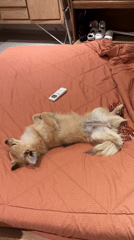 Dog sleeping spread-eagle on a bed in Bali