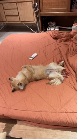 Dog sleeping spread-eagle on a bed in Bali
