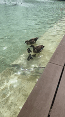 Duck family with ducklings spotted swimming in Tel Aviv