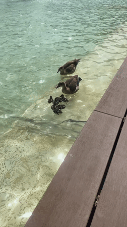 Duck family with ducklings spotted swimming in Tel Aviv