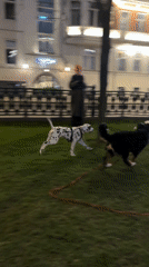 Three dogs play in grassy area near Moscow street