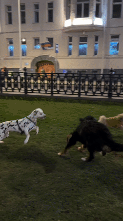 Three dogs play in grassy area near Moscow street