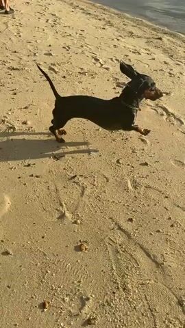 A short-haired black dachshund walks along a sandy beach near the water. The dog has a dark coat and short legs. The sun shines brightly, casting long shadows on the sand. The water is calm with gentle ripples. The dog appears to be walking towards the left of the frame.