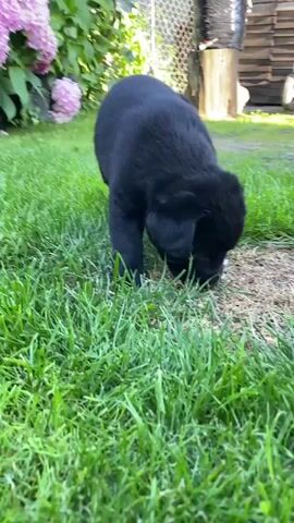 A black Labrador puppy is sniffing the grass in a backyard on a sunny day. The puppy is the main subject of the video, with a pink hydrangea bush in the background. There is a wooden fence and some outdoor furniture visible in the distance. The puppy appears to be exploring its surroundings with curiosity and enthusiasm. The setting appears to be a residential backyard in Liuboml, Ukraine.