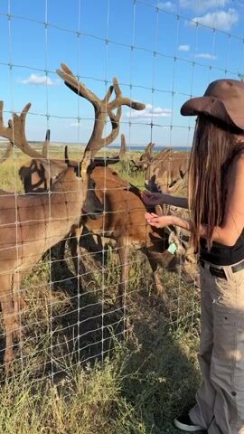 A young woman wearing a cowboy hat, black tank top, and tan cargo pants stands behind a wire fence in a grassy field. She is holding her hand out, offering food to several deer that are reaching through the fence to eat from her hand. The deer have large antlers and some have yellow tags on their ears. The background shows a blue sky with white clouds and a body of water in the distance. The lighting suggests it is late afternoon or early evening.