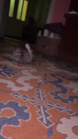 A tiny tabby kitten is grooming itself on a patterned carpet. A human hand enters the frame and moves towards the kitten. The kitten reacts by jumping up and looking at the hand.