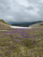 Spring crocus blooms draw photographer to Bulgarian mountains
