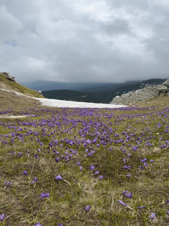Spring crocus blooms draw photographer to Bulgarian mountains