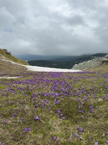 Spring crocus blooms draw photographer to Bulgarian mountains