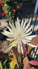 White Orchid Cactus Blooms Documented in Cape Coral