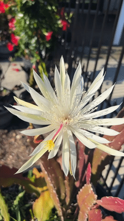 White Orchid Cactus Blooms Documented in Cape Coral