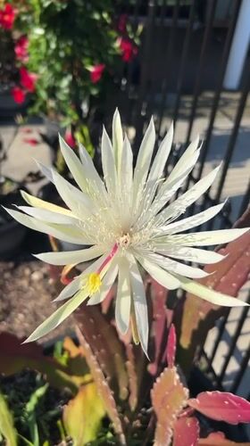 White Orchid Cactus Blooms Documented in Cape Coral